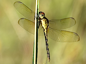 Band-winged Dragonlet female - Erythrodiplax umbrata